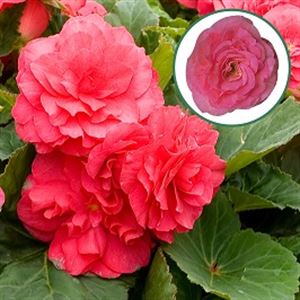 Bild von Begonia knol P12 tub. Deep rose